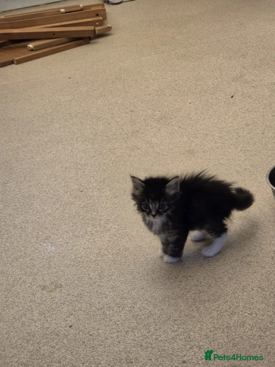 Mixed Breed cats for sale: 3 female kittens in Stoke-on-Trent - Advert 1