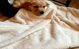 Golden Retriever dogs for sale: 🐾 KC Registered Golden Retriever Puppies 🐾 - Image 10