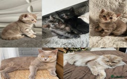Burmese cats for sale: Beautiful Burmese x British kittens for sale 🤍  - Image 1