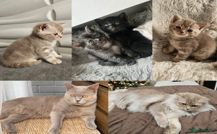 Burmese cats - Advert 1