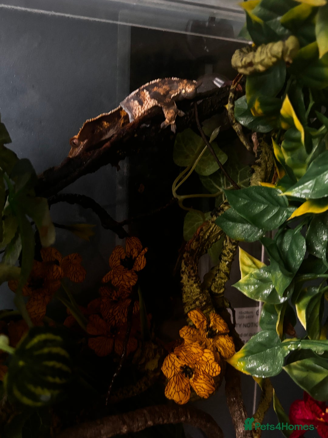Gecko reptiles for sale: crested gecko with everything  - Advert 2