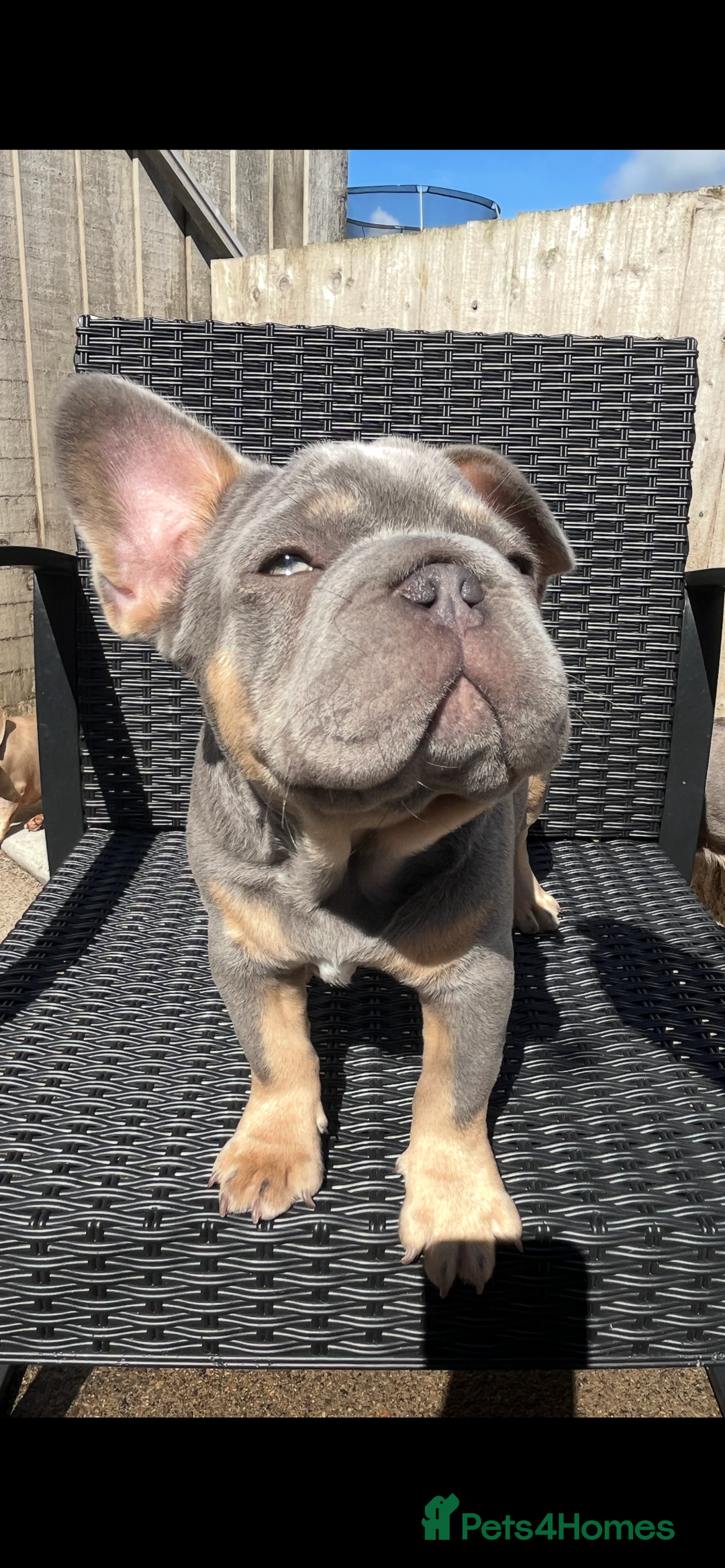 French Bulldog dogs for sale: Beautiful French bulls  - Image 8