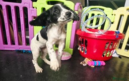 English Springer Spaniel dogs for sale: Part Trained ESS KC Girl Pup. Health Tested- Ready - Image 5