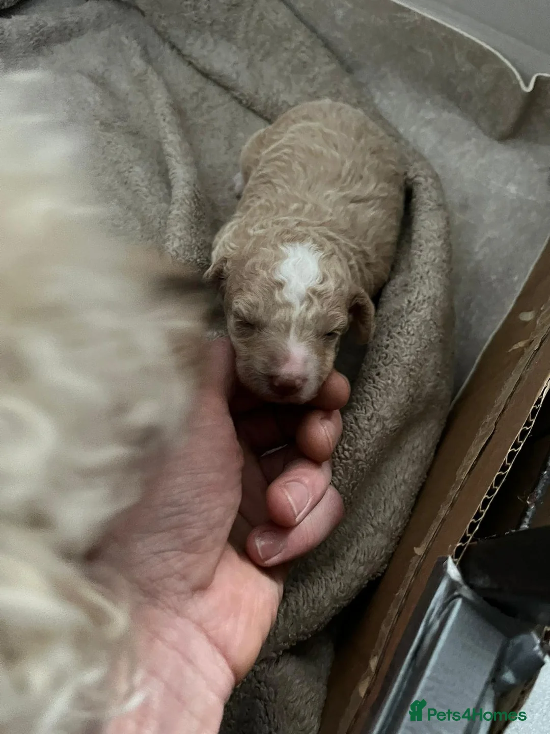 Toy Poodle dogs for stud: Quinn Red & white Toy Poodle for Stud ONLY. in Northampton - Advert 15