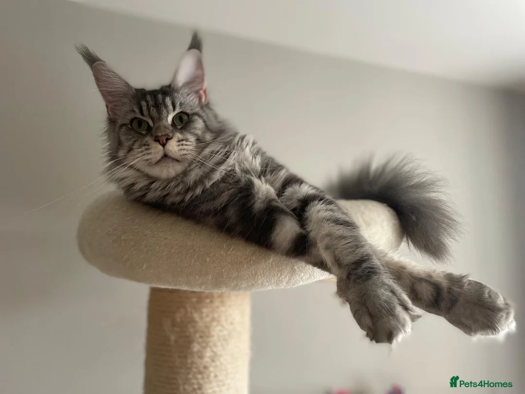 Maine Coon cats for sale: XL Maine Coon kittens for sale -TICA registered! - Advert 2