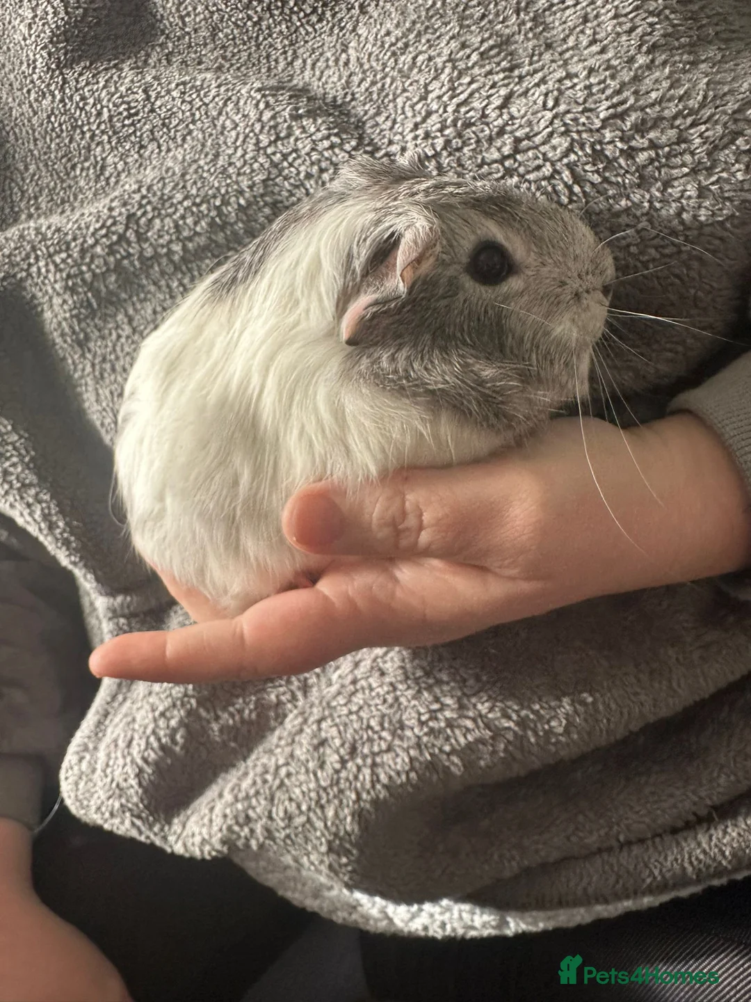 Guinea Pig rodents for sale: 2 female guinea pigs  in Nottingham - Advert 4