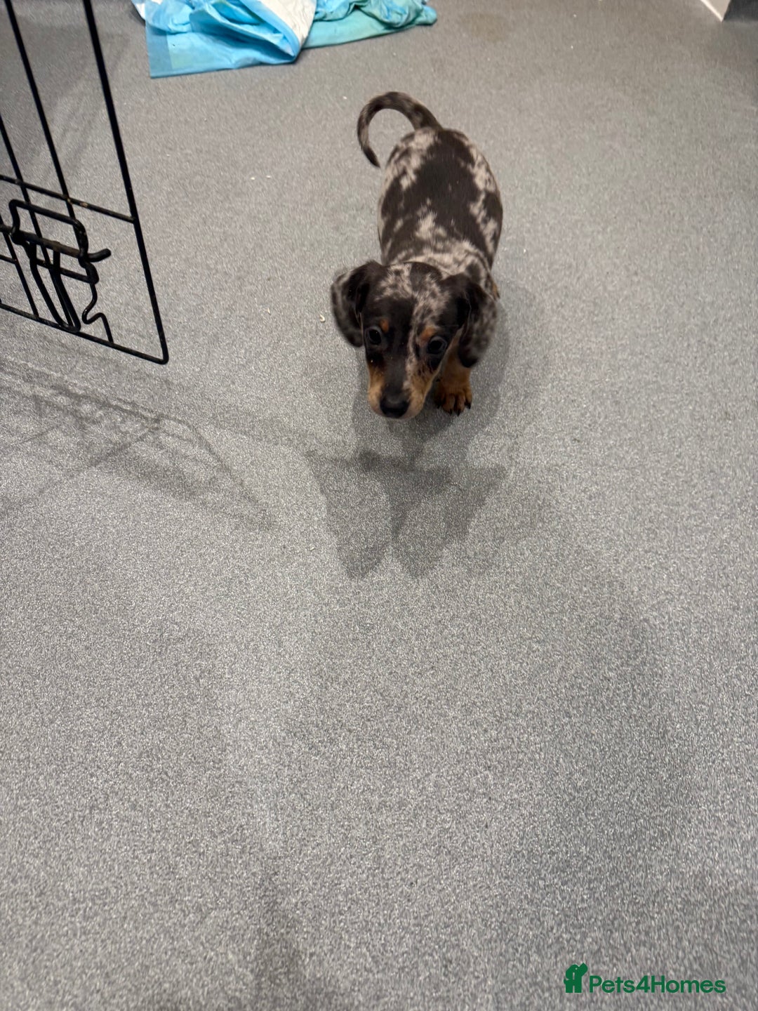 Dachshund dogs for sale: Dachshund puppies  - Advert 3