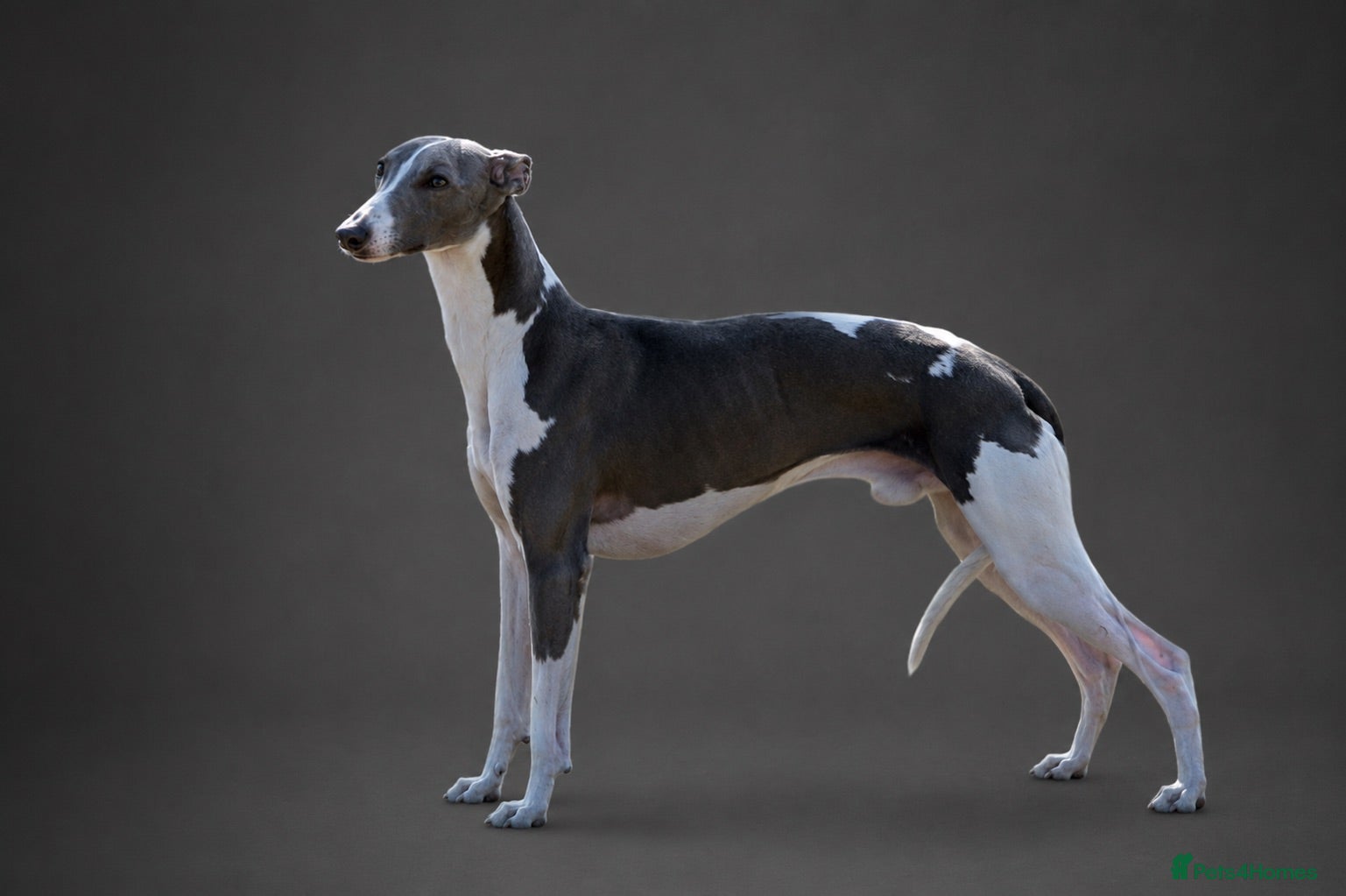 Whippet dogs DNA health tested Kc reg blue and white whippet - Advert 11