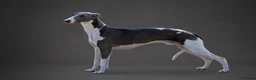 Whippet dogs for stud: DNA health tested Kc reg blue and white whippet - Advert 1