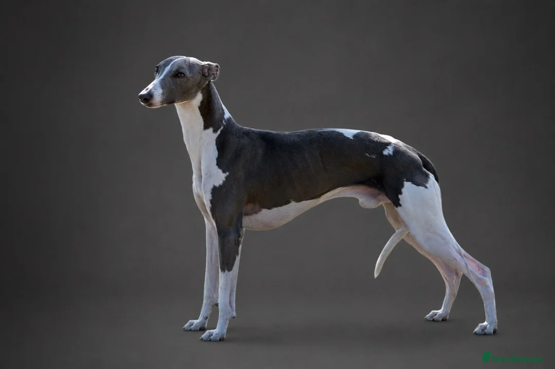 Whippet dogs for stud: DNA health tested Kc reg blue and white whippet - Advert 1
