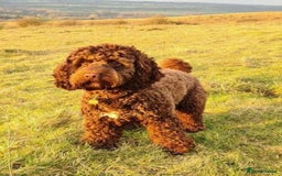 Cockapoo dogs for sale: Toy show Cockapoo pups waiting list now open ! - Image 2