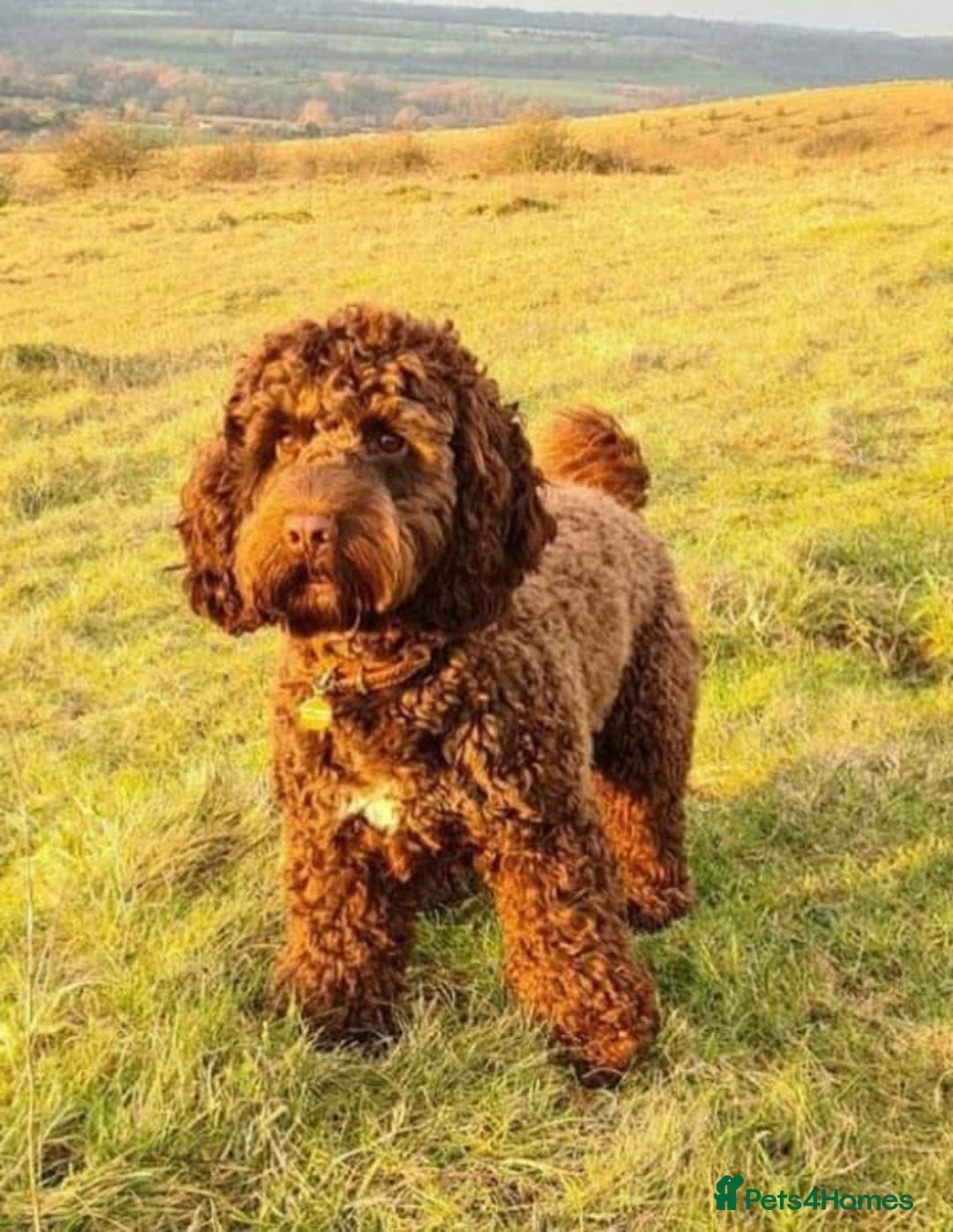 Cockapoo dogs for sale: Toy show Cockapoo pups waiting list now open ! - Image 2