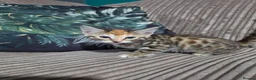 Bengal cats for sale: Bengal X DLH kittens  - Advert 5