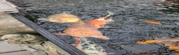 Koi Carp fish for sale: Koi carp all different for sale in Stoke-on-Trent - Advert 6