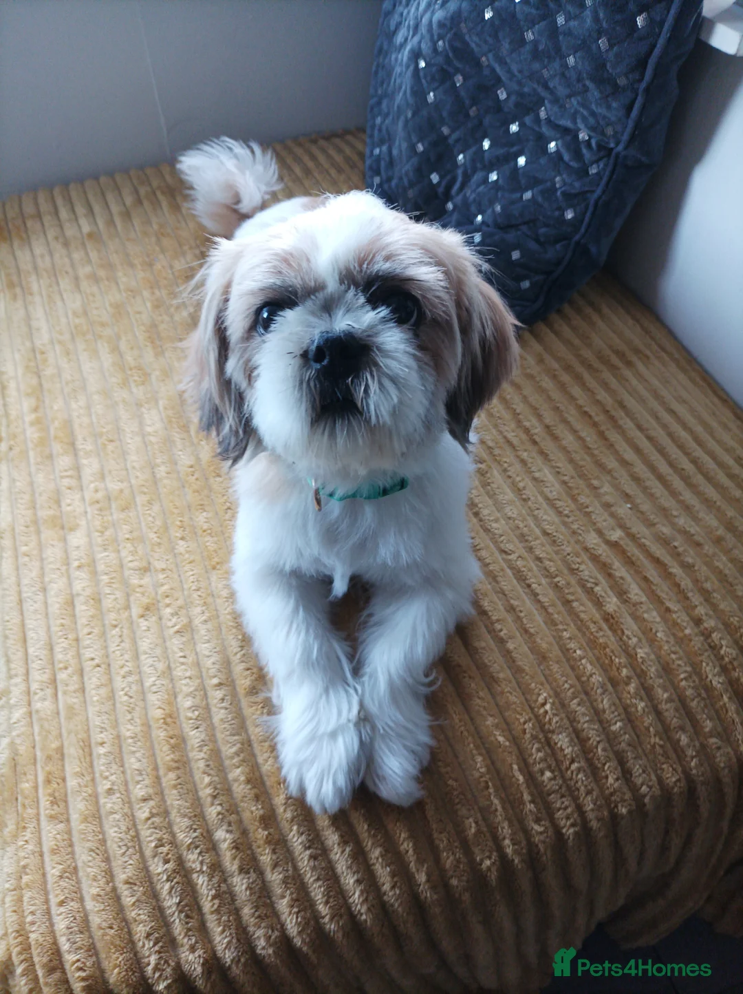 Shih Tzu dogs for stud: Beautiful 3yr old male shitzu for stud in Dudley - Advert 5