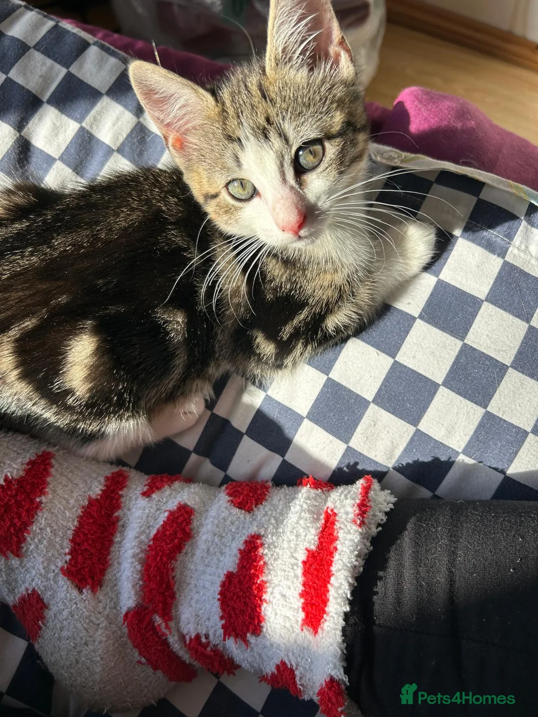 Mixed Breed cats for sale: Stripped British Shorthair & longhair kittens - Advert 8