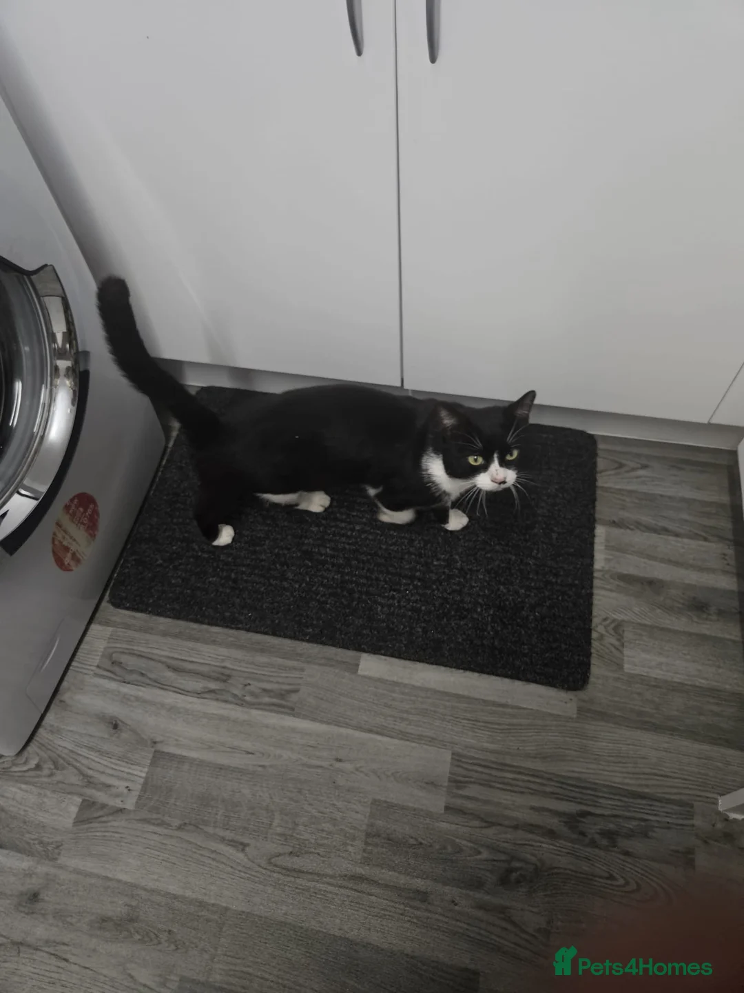 Domestic Shorthair cats for sale: Rehome stray  - Advert 2