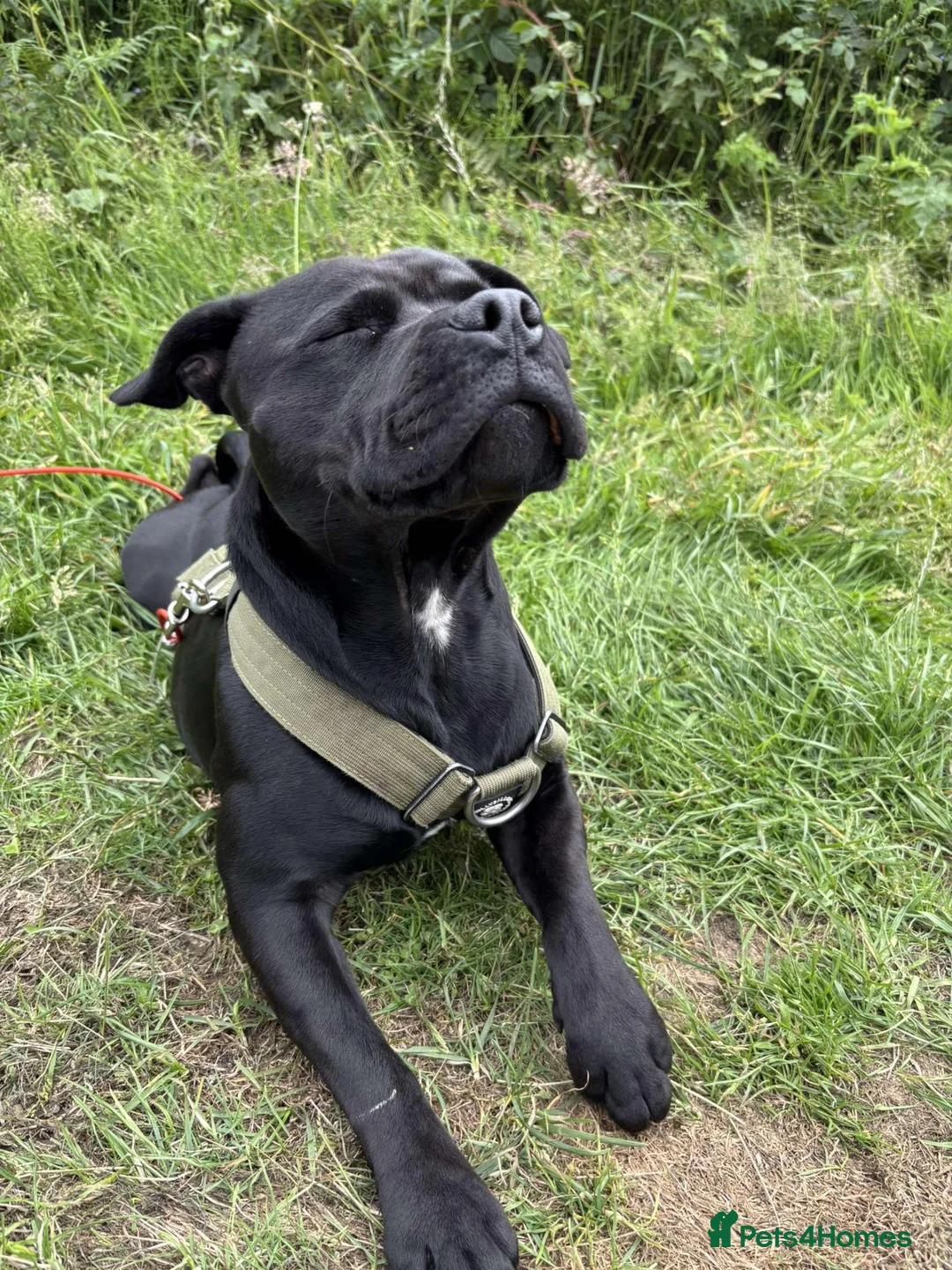 Staffordshire Bull Terrier dogs for stud: STUNNING STAFFORDSHIRE BULL TERRIER STUD - Advert 2