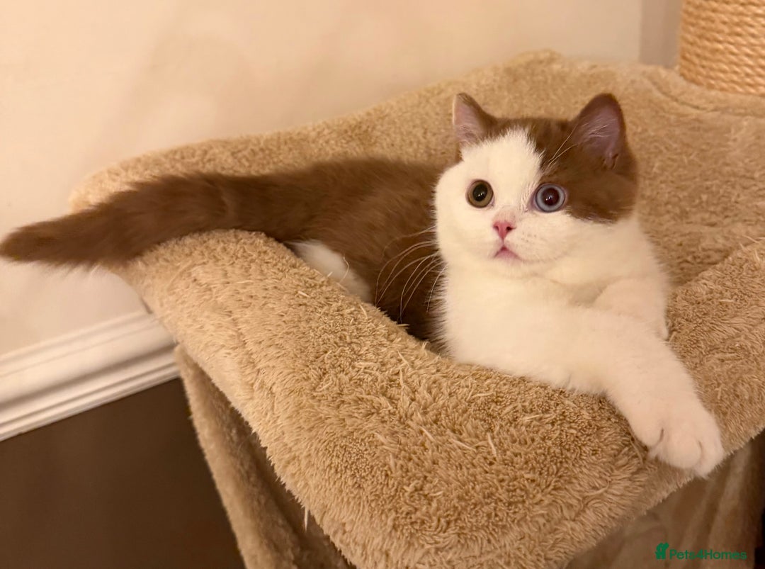 British Shorthair cats for sale: British Shorthair kittens  - Advert 13