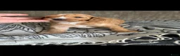 Australian Labradoodle dogs for sale: Miniature Australian doodle puppies - Advert 20