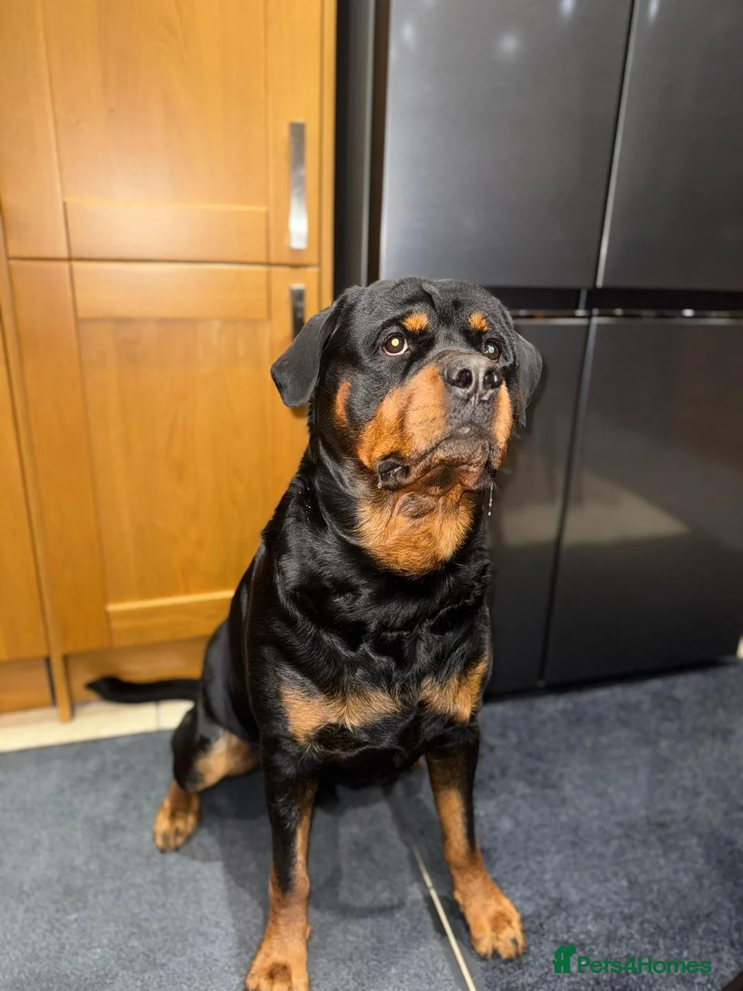 Rottweiler dogs for sale: German rottweiler puppies  in Birmingham - Advert 2