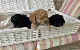 Cavachon dogs for sale: Outstanding Cavapoochon Puppies - Image 4