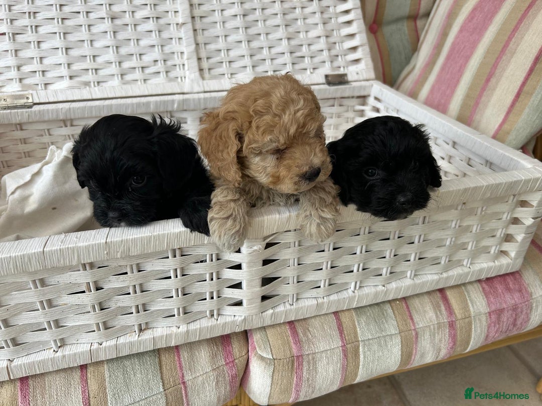 Cavachon dogs for sale: Outstanding Cavapoochon Puppies - Image 4