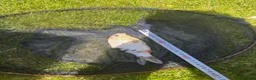 Koi Carp fish for sale: Pond closure in Dudley - Advert 4
