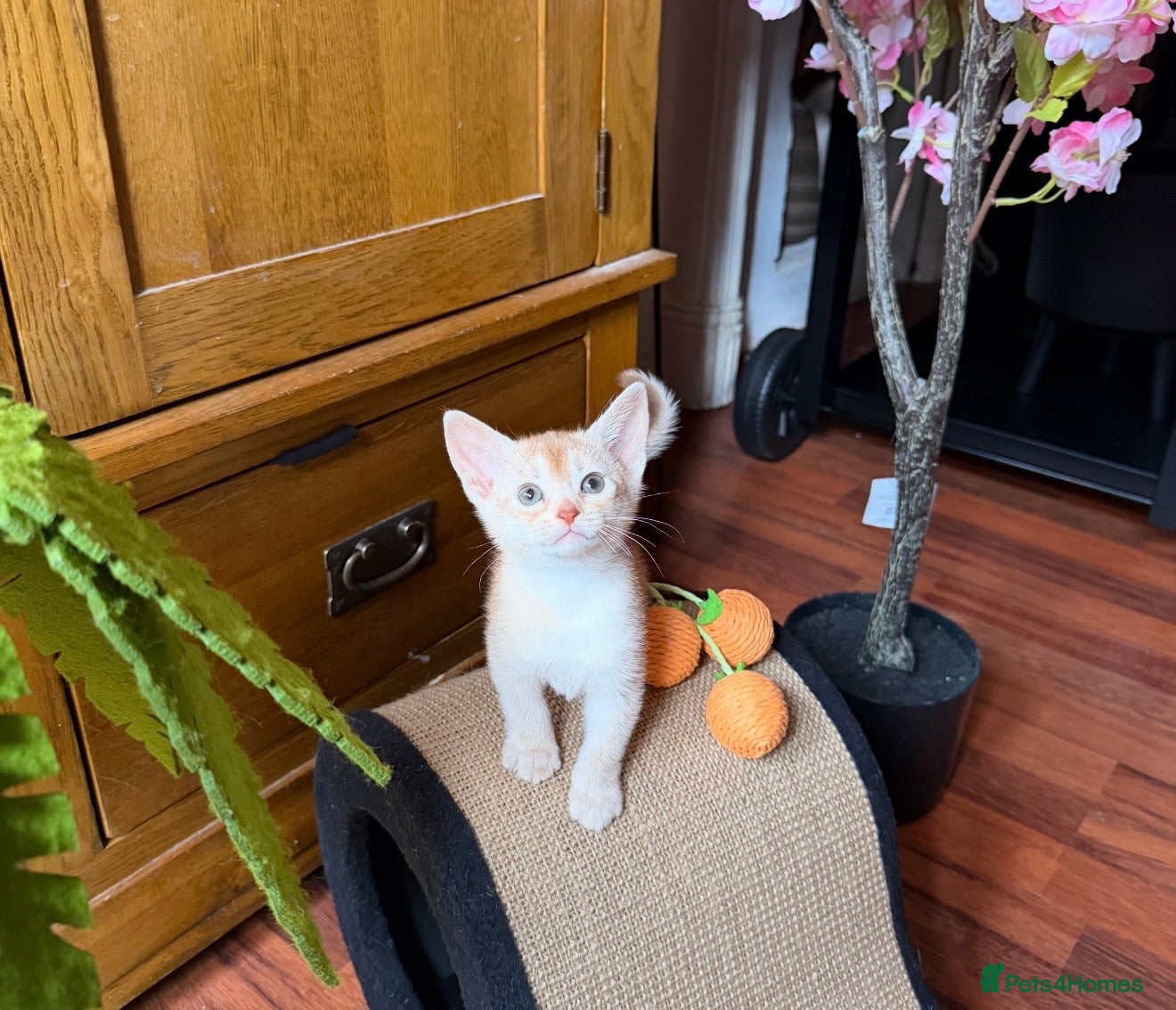 Abyssinian cats ❤️🏆 Outstanding Abyssinian Kittens Available 🏆❤️ - Advert 1