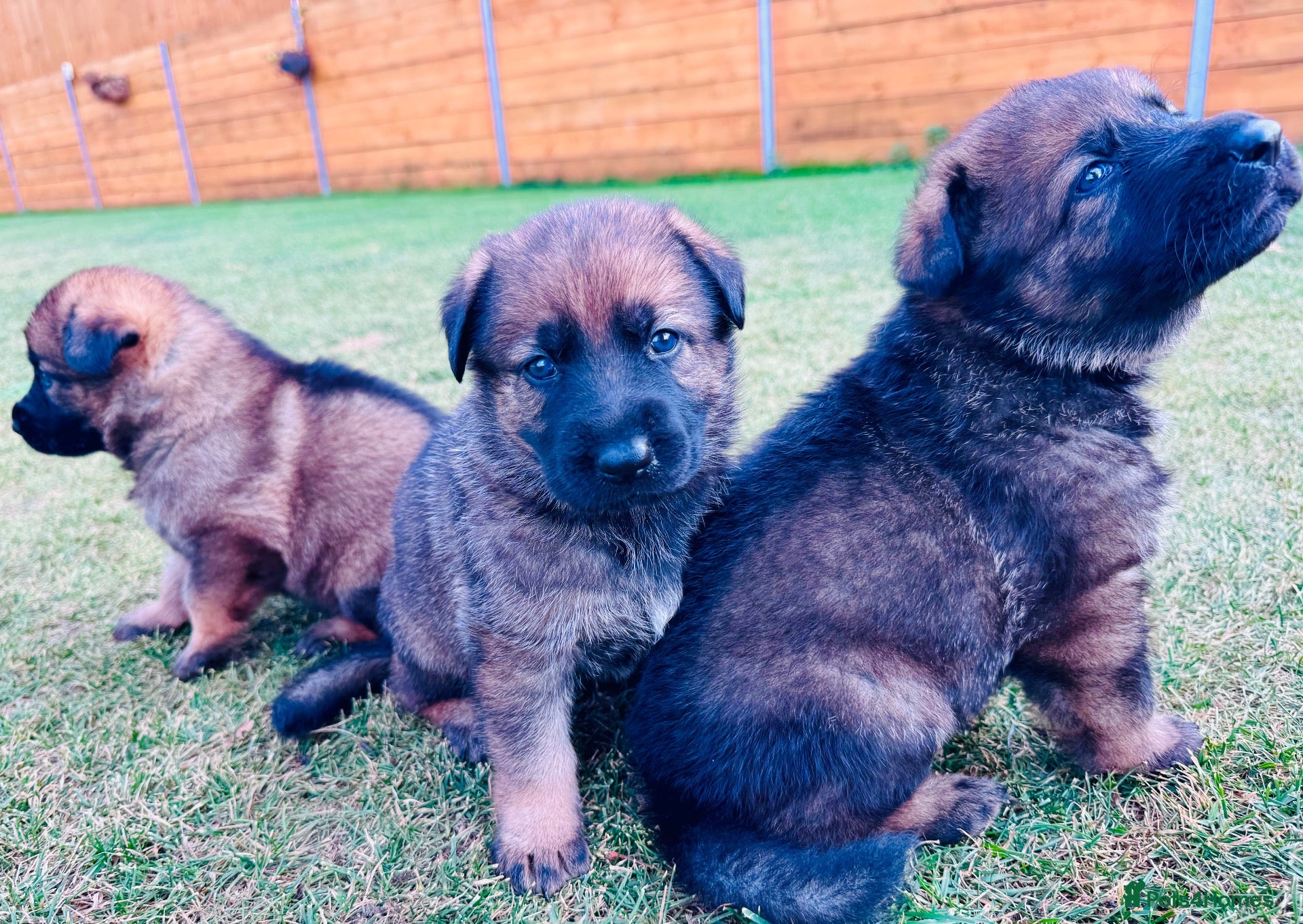 German Shepherd dogs KC Registered German Shepard Puppies 🐾🐾🐾 - Advert 2