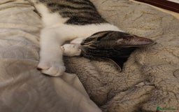 Mixed Breed cats for sale: 2 Beautiful Boys in need of their forever homes  - Image 5