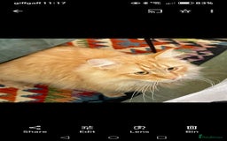 Norwegian Forest Cat cats for sale: Stunning Norwegian Forest Cat - Image 5
