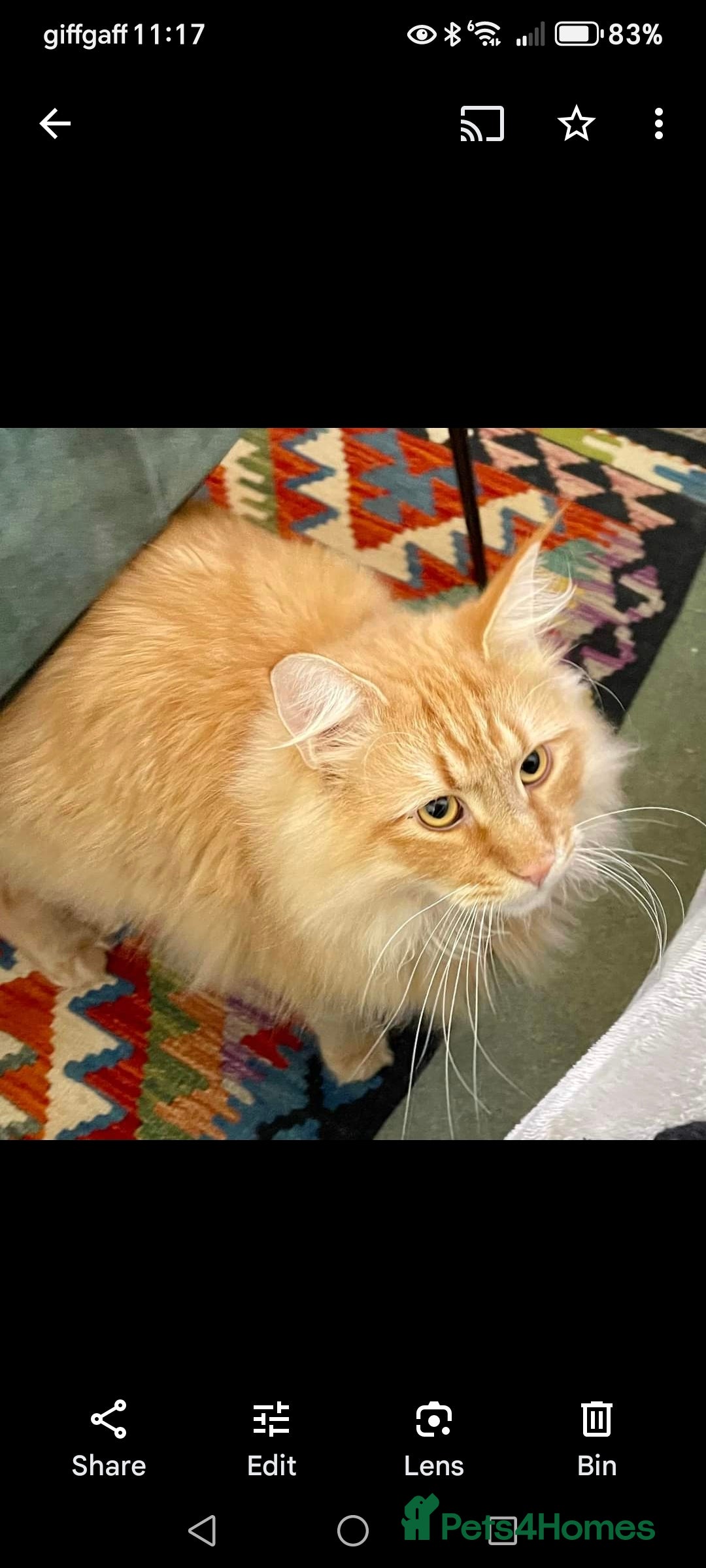 Norwegian Forest Cat cats for sale: Stunning Norwegian Forest Cat - Image 5