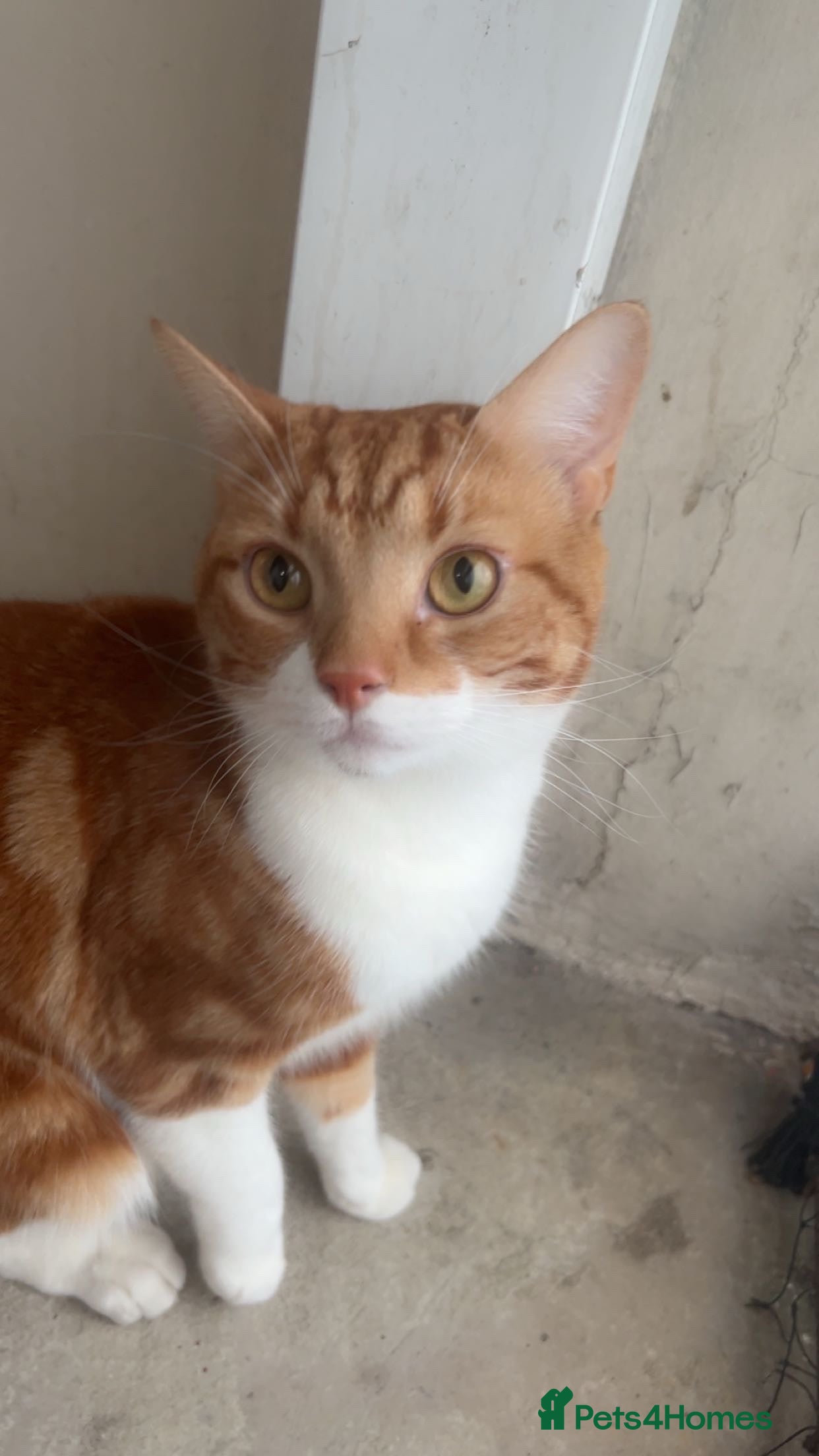 American Shorthair cats Ginger short hair  - Advert 12