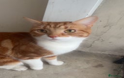 American Shorthair cats for sale: Ginger short hair  - Image 1