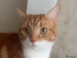 American Shorthair cats for sale - Advert 1