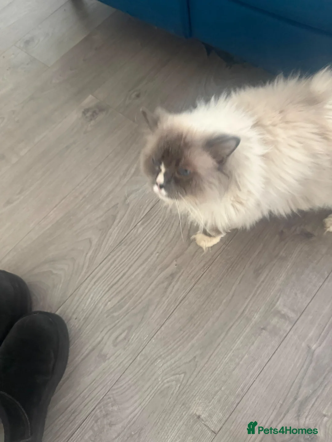 Ragdoll cats for sale: Pedigree Ragdoll in Manchester - Advert 2