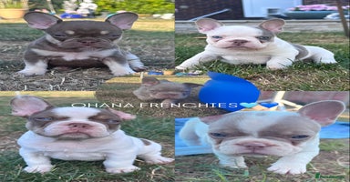 French Bulldog dogs - Advert 5