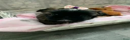 Shih Tzu dogs for sale: Imperial Shih tzu puppies  - Advert 10