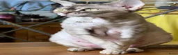 Devon Rex cats for sale: Beautiful 5-Years-Old girl Retired Breeding Queen - Advert 6