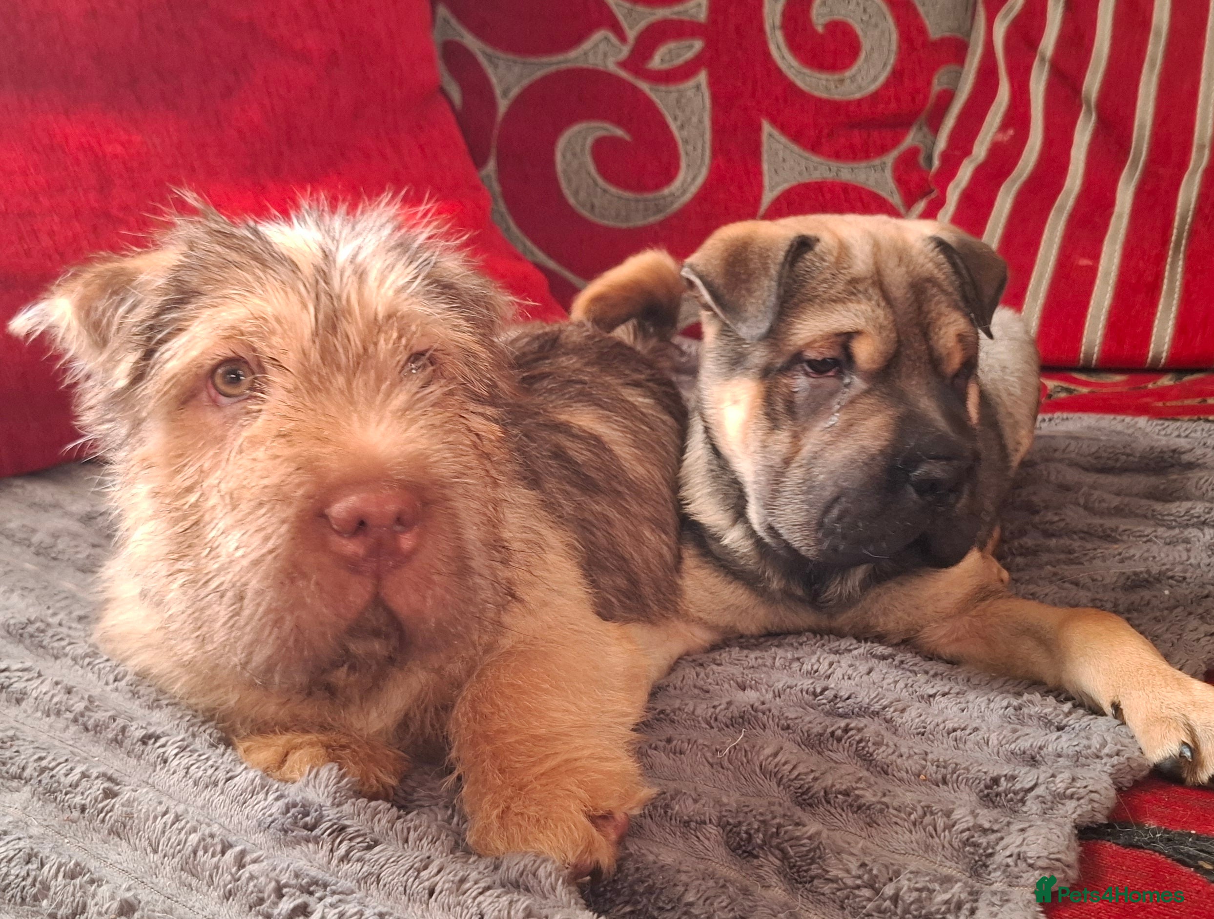 Mixed Breed dogs Jack Russell Cross Rus O Pei ( Small Breed ) - Advert 12