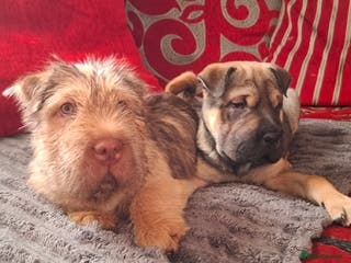 Mixed Breed dogs Jack Russell Terrier - Rus O Pei - Advert 4