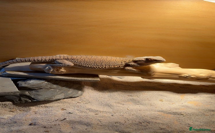 Bearded Dragon reptiles - Advert 2