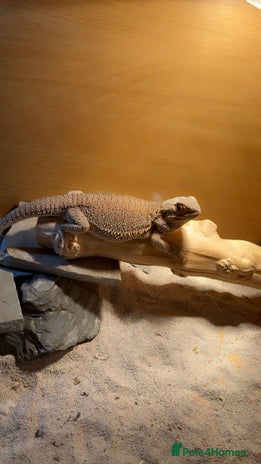 Bearded Dragon reptiles - Advert 11