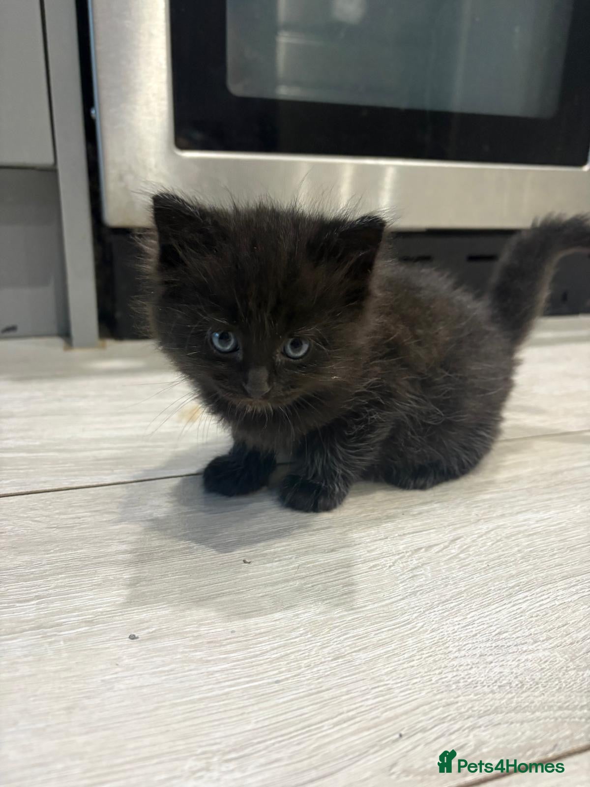 Mixed Breed cats Ragdoll Mix Kittens  - Advert 2