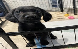 Cockerdor dogs for sale: 🐶BLACK MALE COCKADOR🐶 - Image 8
