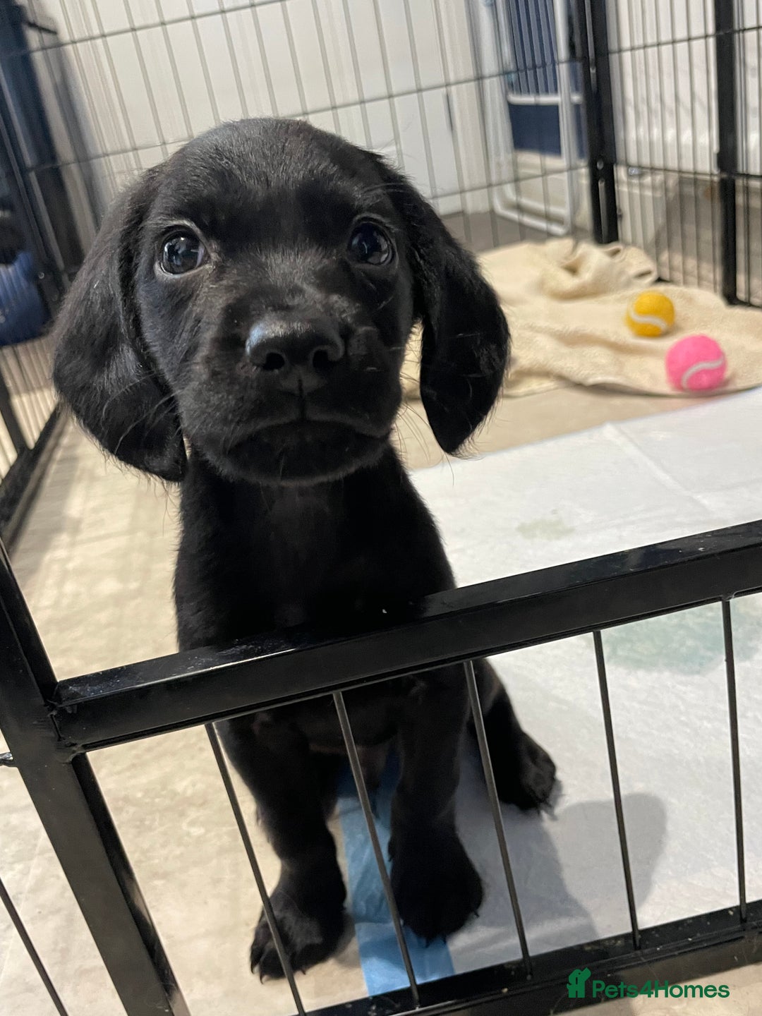 Cockerdor dogs for sale: 🐶BLACK MALE COCKADOR🐶 - Image 8