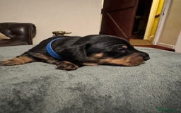 Miniature Dachshund dogs for sale: Adorable KC Reg smooth coated mini Dachshunds - Image 10