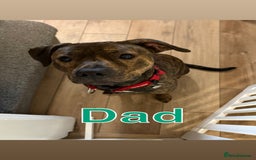 Staffordshire Bull Terrier dogs for sale: Staffordshire bull terrier puppy’s  - Image 8