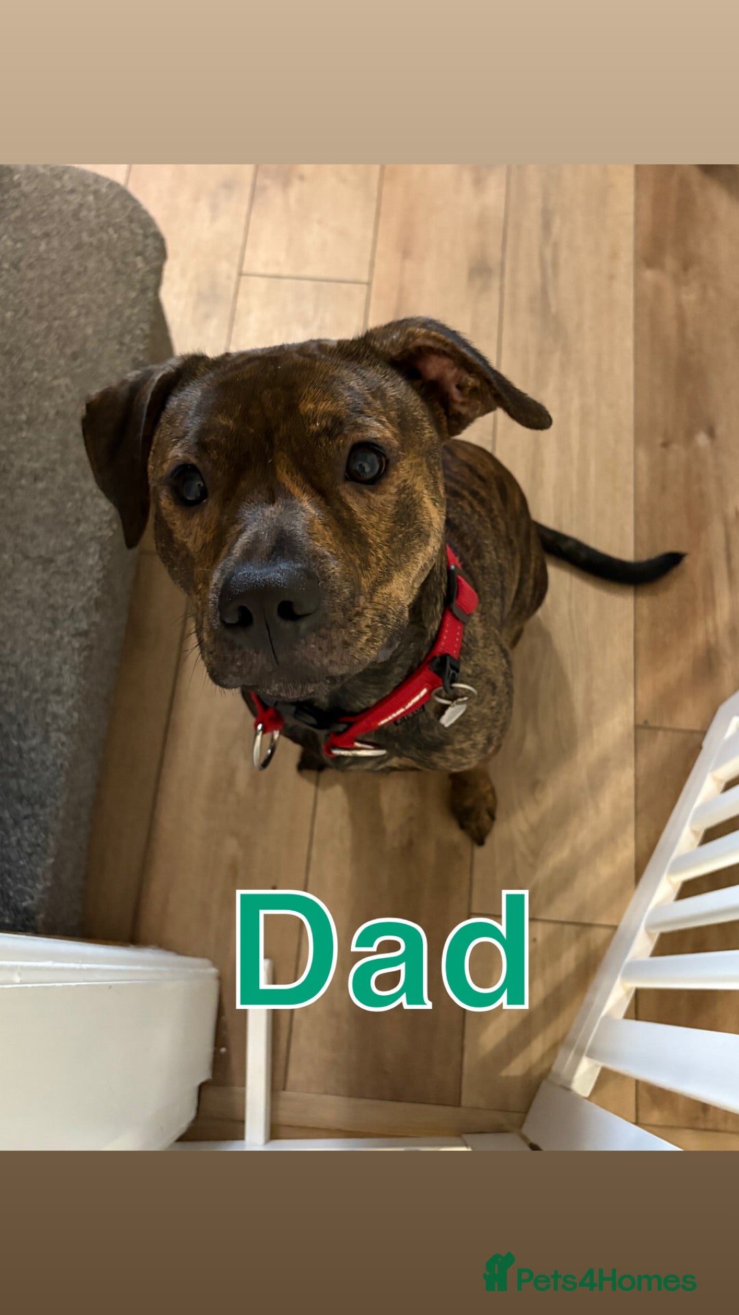 Staffordshire Bull Terrier dogs for sale: Staffordshire bull terrier puppy’s  - Image 8